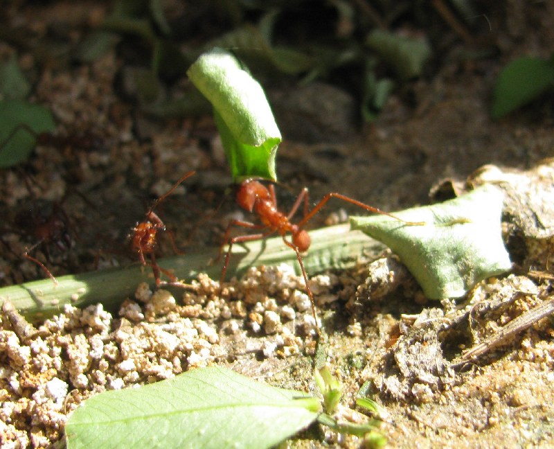 nt insect leaf